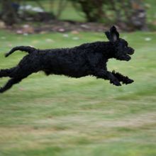 The Grounds - John's House and the Pavilion, Havelock North, Hawkes Bay
