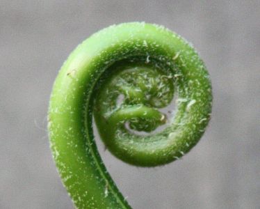 The unfurling fern leaf known as the symbol of new life and new beginnings The unfurling fern leaf known as the symbol of new life and new beginnings