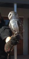 Tin Tin, Masked Owl Tin Tin, Masked Owl