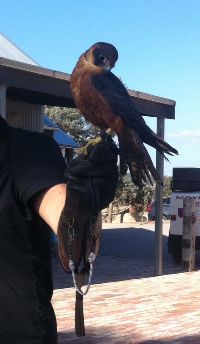 Zoe - Australian Hobby Falcon Zoe - Australian Hobby Falcon