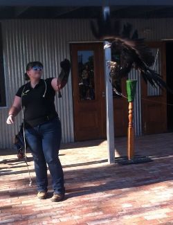 Zorro, Male Wedge Tail Eagle in flight landing. Zorro, Male Wedge Tail Eagle in flight landing.