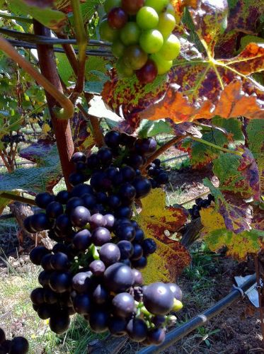 Archery Summit grapes on vine Archery Summit grapes on vine