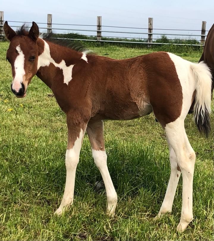 For sale weanlings WR HORSES