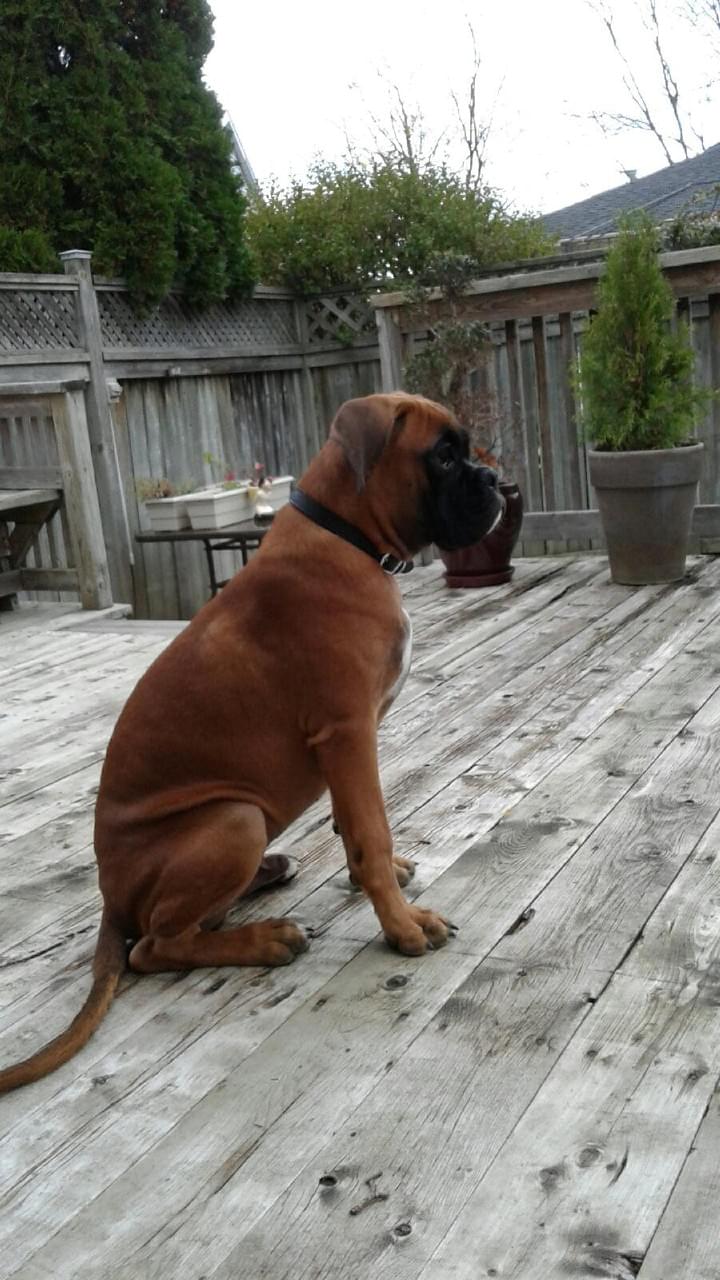 Our Boxer Dogs - Jersey Boxers European Boxer Breeder in ...