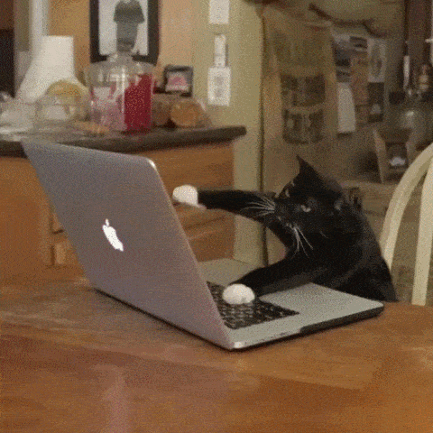GIF of cats typing. GIF of cats typing.