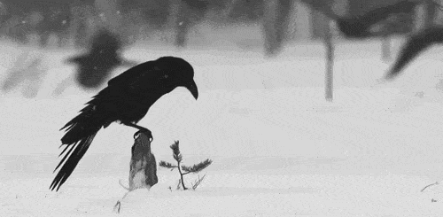 Gif of a black bird in the snow. Gif of a black bird in the snow.