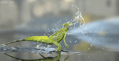 The Basilisk or "Jesus Christ" lizard in action in South America.. go dog go! The Basilisk or "Jesus Christ" lizard in action in South America.. go dog go!