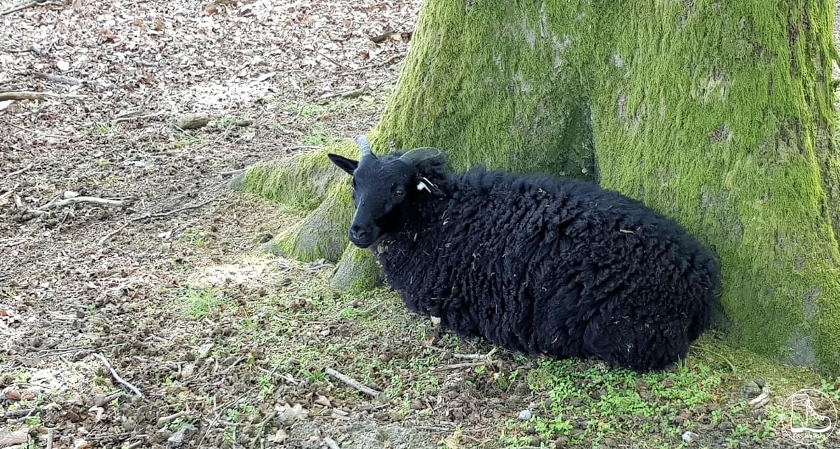 Junge Heidschnucke Junge Heidschnucke