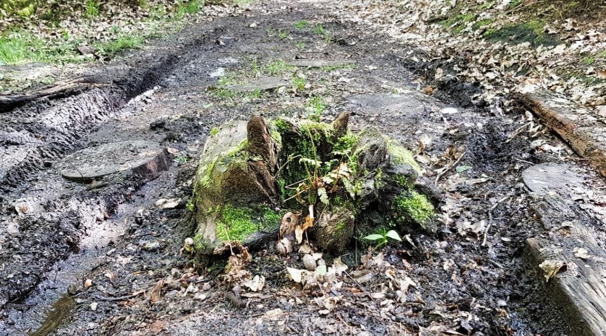 Fernwanderweg E1 Niedersachsen Cool Walking Seeve Inzmühlen Fernwanderweg E1 Niedersachsen Cool Walking Seeve Inzmühlen
