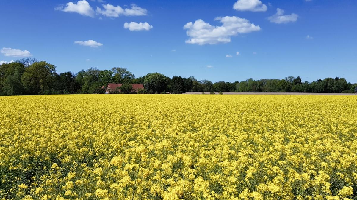 Fernwanderweg E1 Niedersachsen, Heidschnuckenweg, Cool Walking Fernwanderweg E1 Niedersachsen, Heidschnuckenweg, Cool Walking