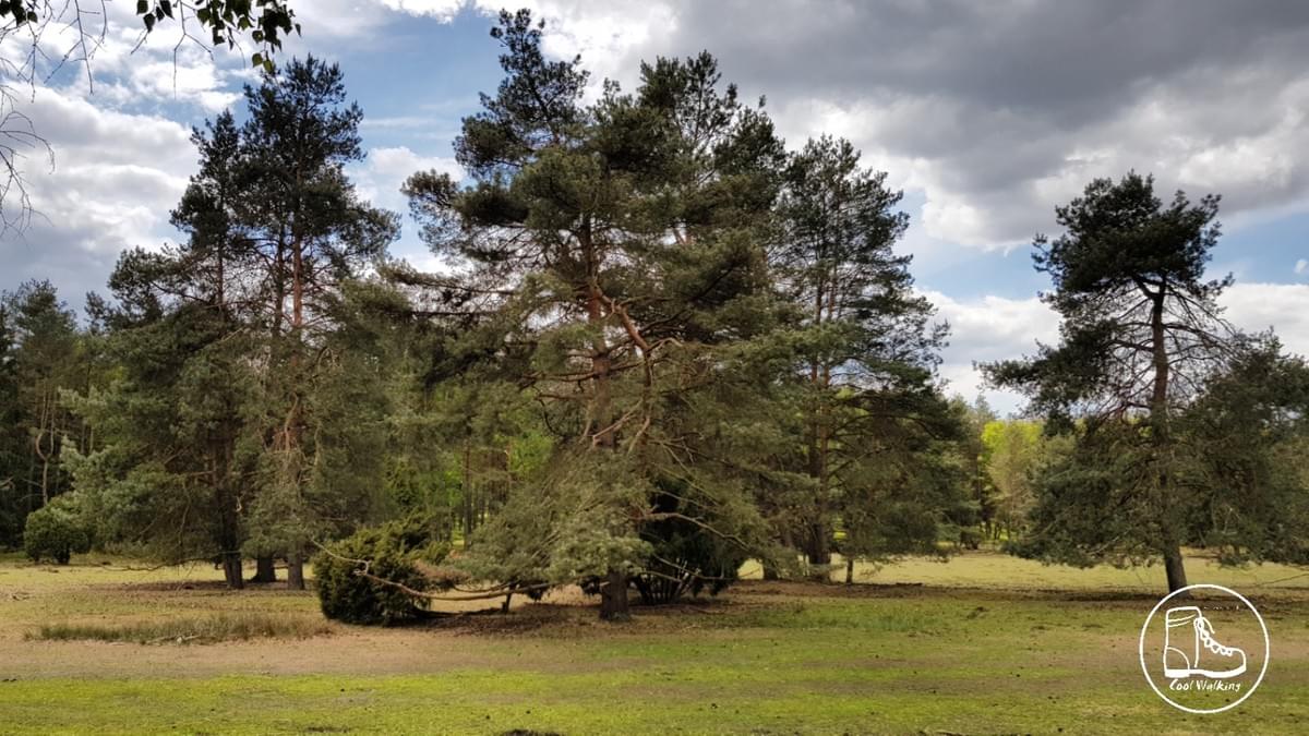 Fernwanderweg E1 Niedersachsen, Heidschnuckenweg, Misselhorner Heide, Cool Walking Fernwanderweg E1 Niedersachsen, Heidschnuckenweg, Misselhorner Heide, Cool Walking