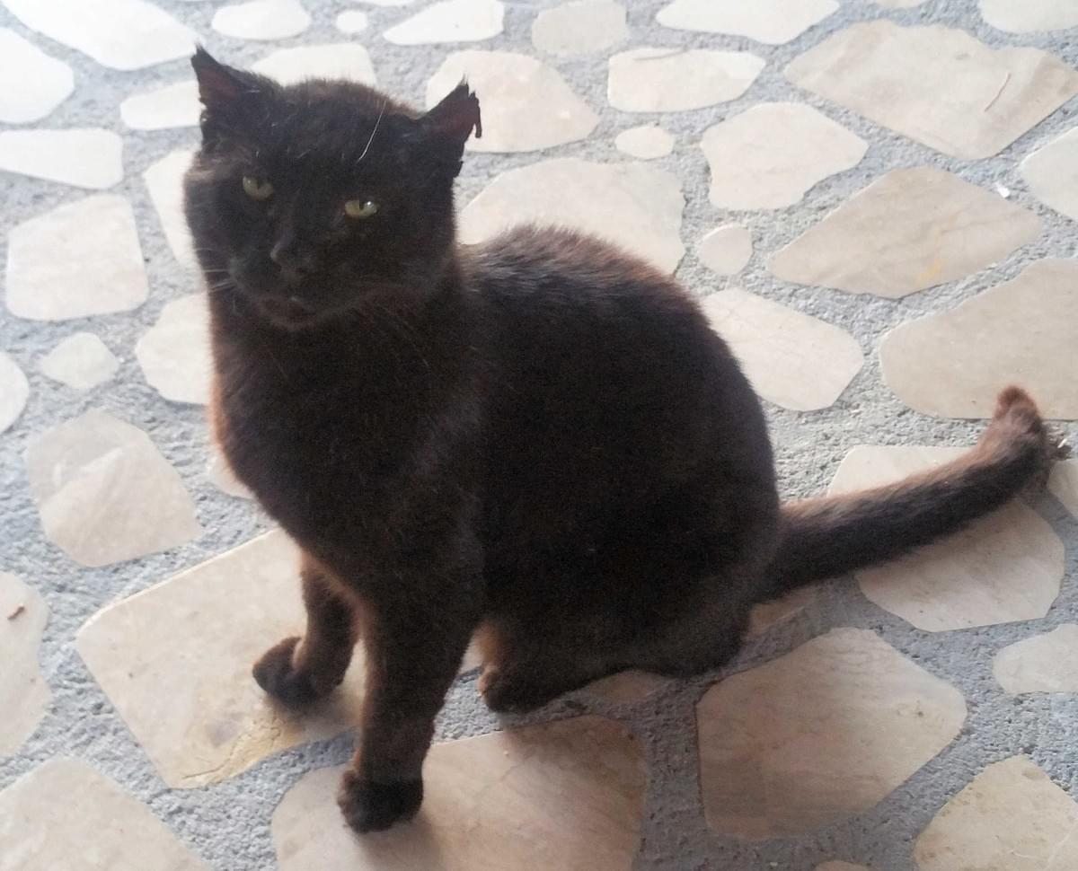 Schwarzer Kater Griechenland - Cool Walking Schwarzer Kater Griechenland - Cool Walking
