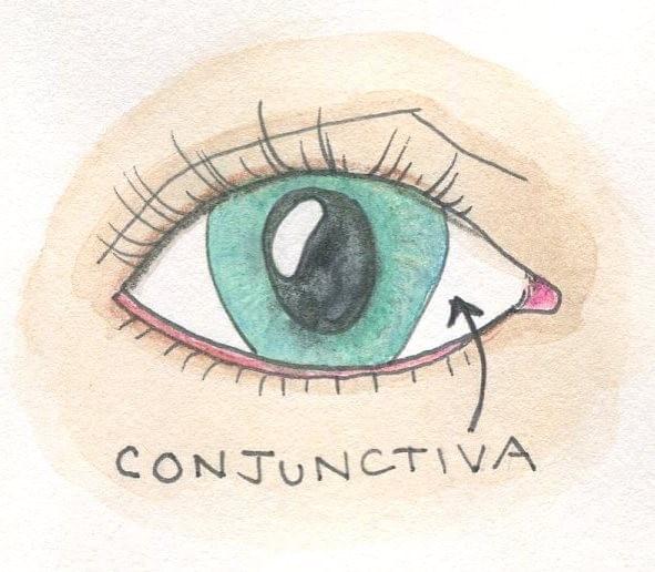 conjunctiva; eye; anatomy; @carmel.md; Eye Dogtor Julie conjunctiva; eye; anatomy; @carmel.md; Eye Dogtor Julie