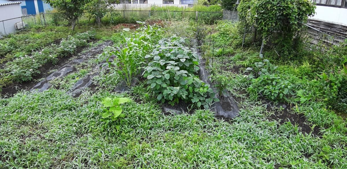 お野菜も順調に成長しています! お野菜も順調に成長しています!
