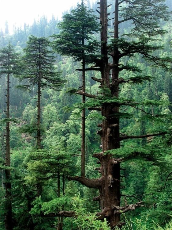 Wild Cedrus deodara in India Wild Cedrus deodara in India