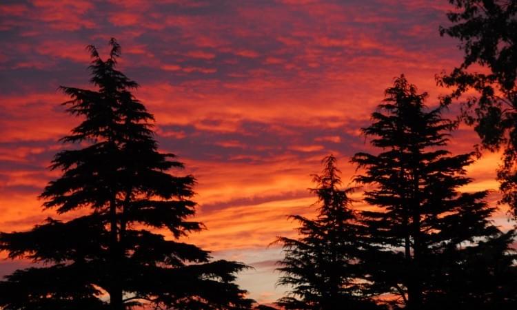 Sunrise on Cedrus deodara Sunrise on Cedrus deodara