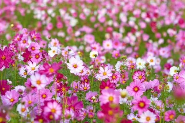 COSMOS COSMOS