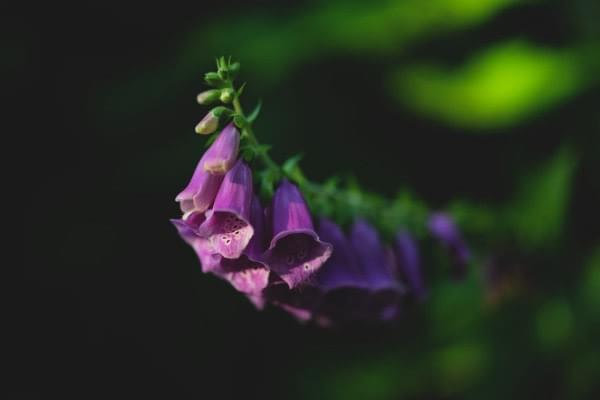 Digitalis purpurea, Foxgloves Digitalis purpurea, Foxgloves