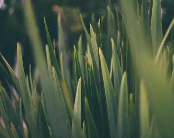 Grasses are flowering plants, but their flowers don't have petals. Grasses are flowering plants, but their flowers don't have petals.