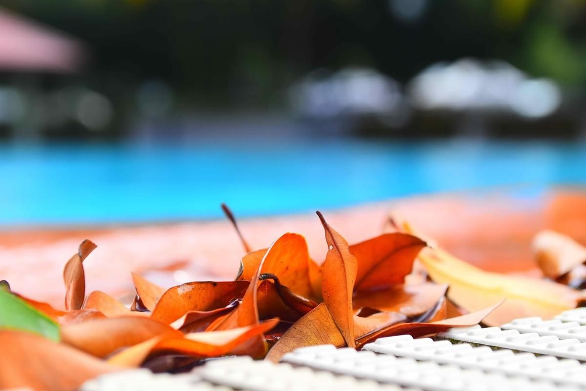 Collect leaves Swimming Pool Collect leaves Swimming Pool