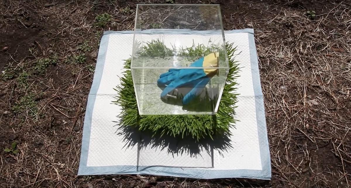 ©Sarah Grass, Mirror Therapy (Sterilized) ©Sarah Grass, Mirror Therapy (Sterilized)