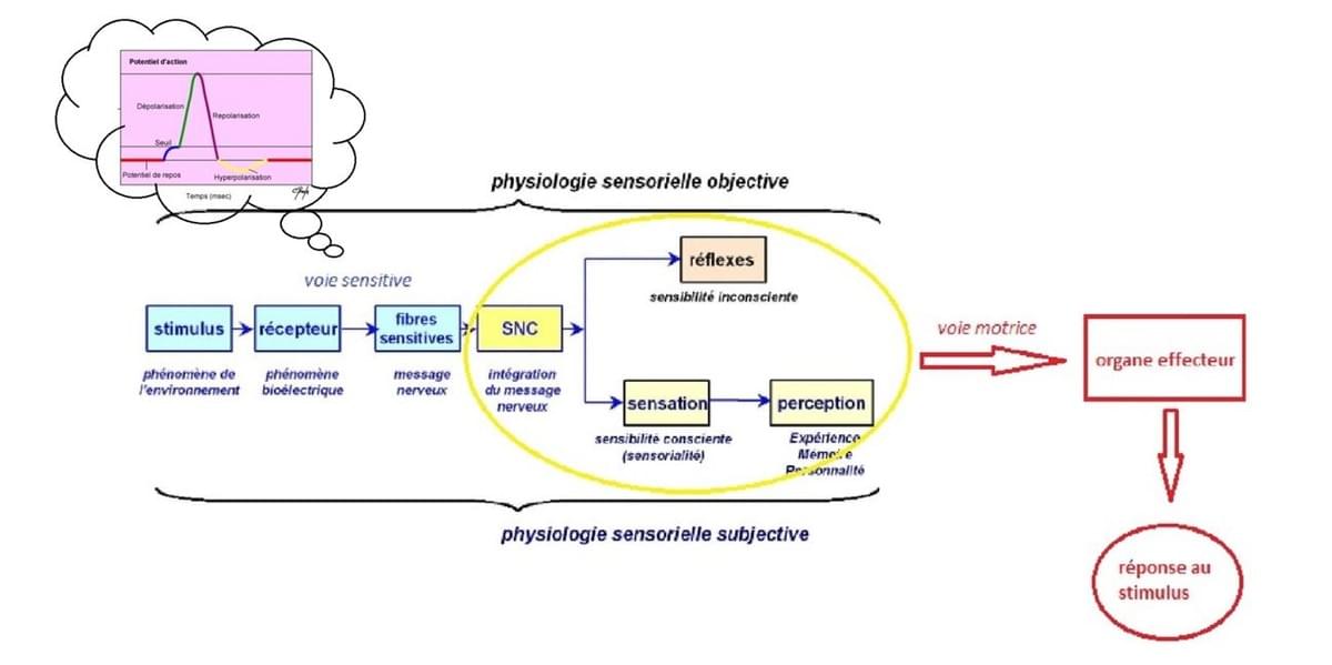 Schéma 2 : Chaîne d'évènements en réponse à un stimulus qui mène à la perception, à l'échelle d'un organisme Schéma 2 : Chaîne d'évènements en réponse à un stimulus qui mène à la perception, à l'échelle d'un organisme