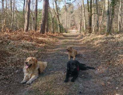 3 chiens qui se posent d'eux mêmes lors d'une promenade en forêt de Fontainebleau. 3 chiens qui se posent d'eux mêmes lors d'une promenade en forêt de Fontainebleau.