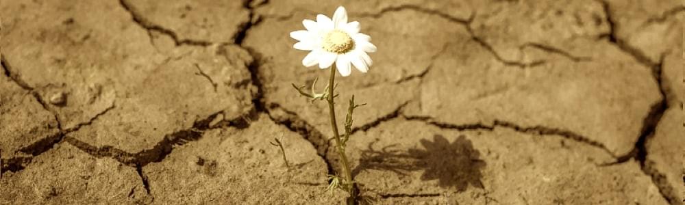 resiliencia dolor inevitable corina valdano resiliencia dolor inevitable corina valdano