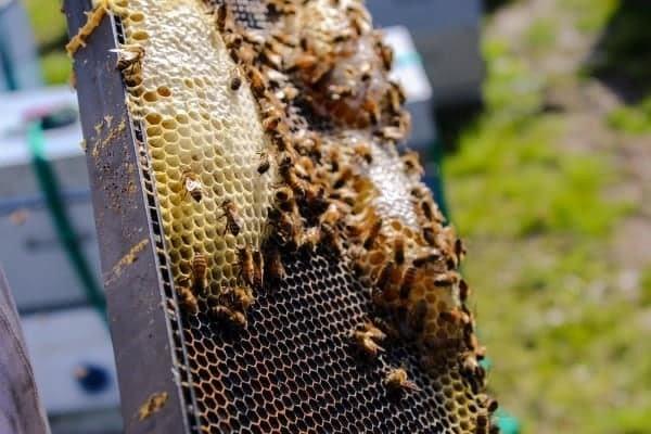 Bees survive the winter on the honey that they have stored up from the previous summer. Bees survive the winter on the honey that they have stored up from the previous summer.