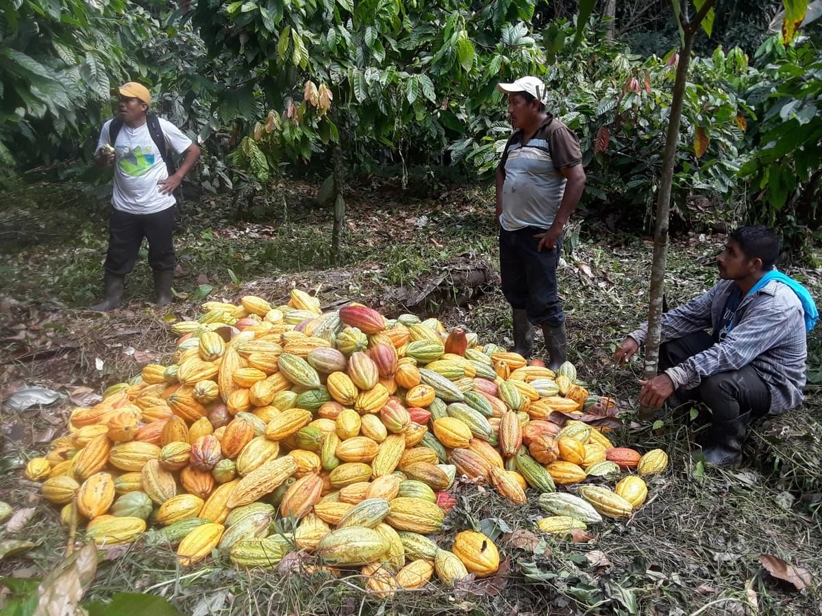 Agroforestry harvest in the Maya Mountain Forest Reserve Agroforestry harvest in the Maya Mountain Forest Reserve