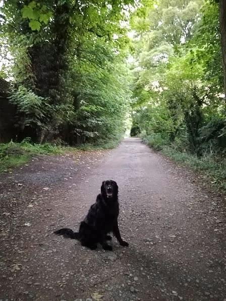 Stellavoce 高島まきのブログ。イギリス旅行記、エリオットゆかりさんの愛犬スターくん。 Stellavoce 高島まきのブログ。イギリス旅行記、エリオットゆかりさんの愛犬スターくん。