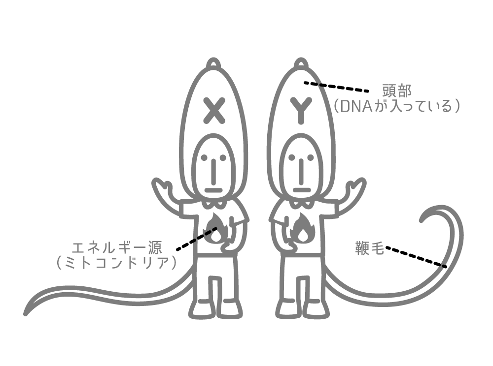 精液検査について 株式会社ダンテ 世界初 精液成分を検査するスタートアップ