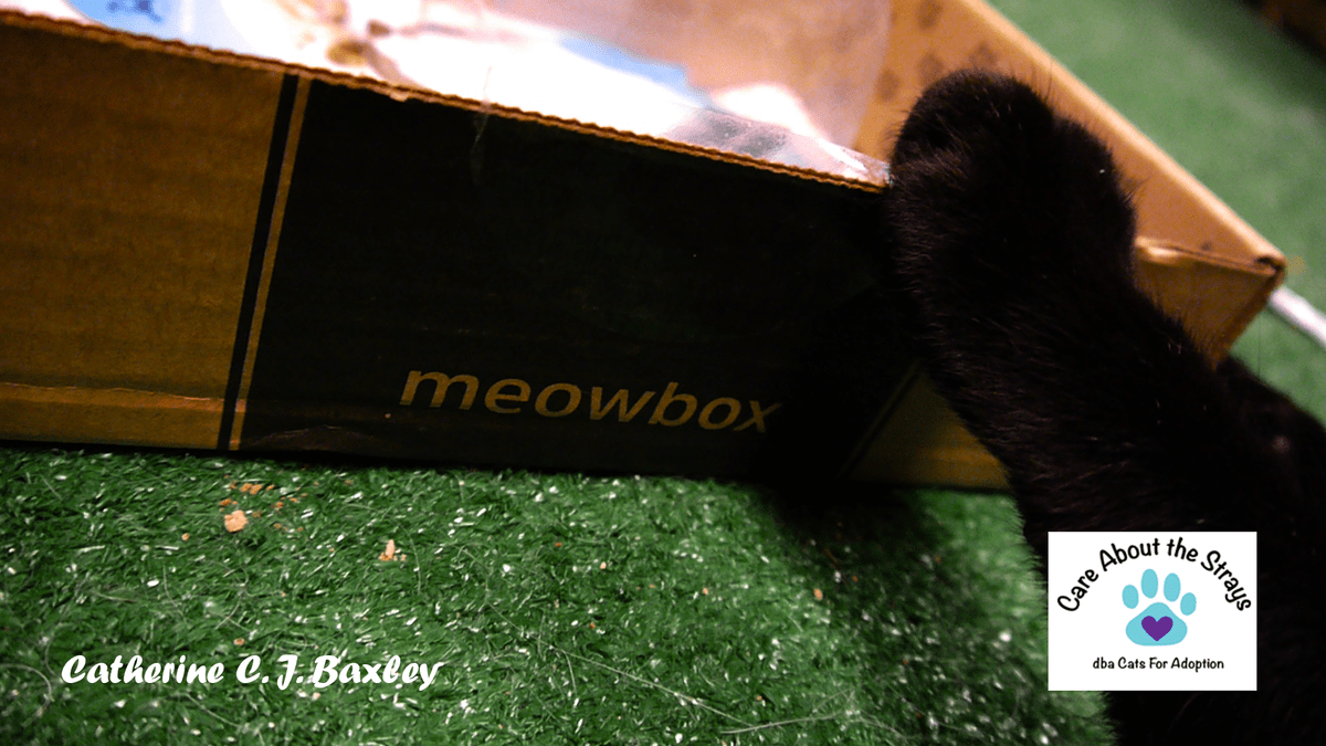 meowbox meowbox