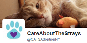Twitter - Care About the Strays Twitter - Care About the Strays