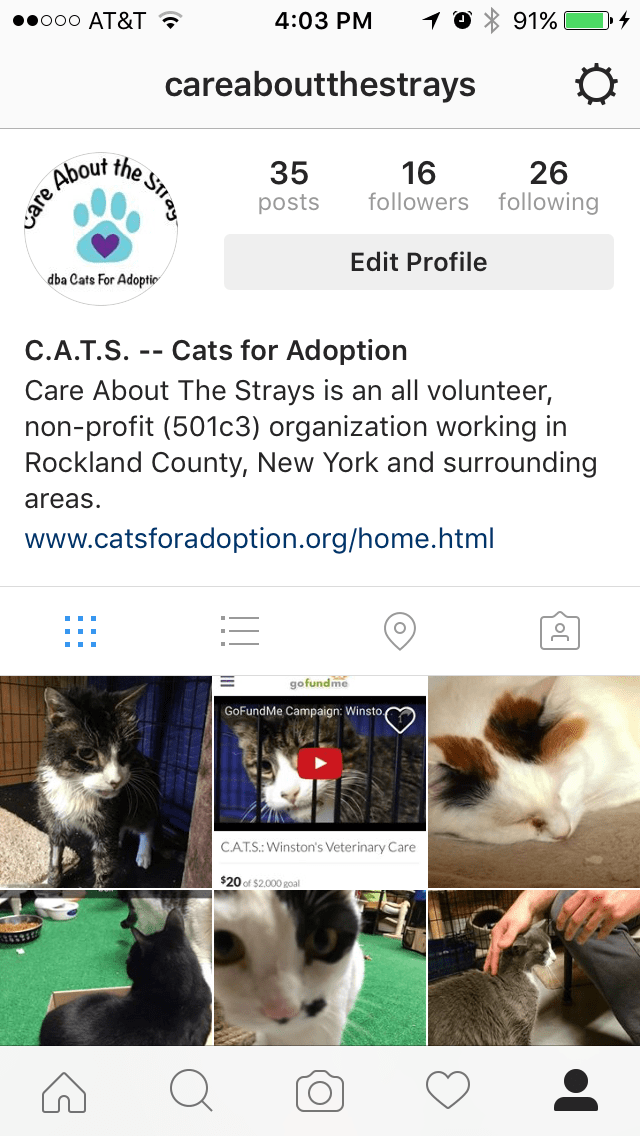 Instagram - Care About the Strays Instagram - Care About the Strays