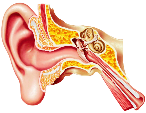 anatomie oreille appareil auditif anatomie oreille appareil auditif