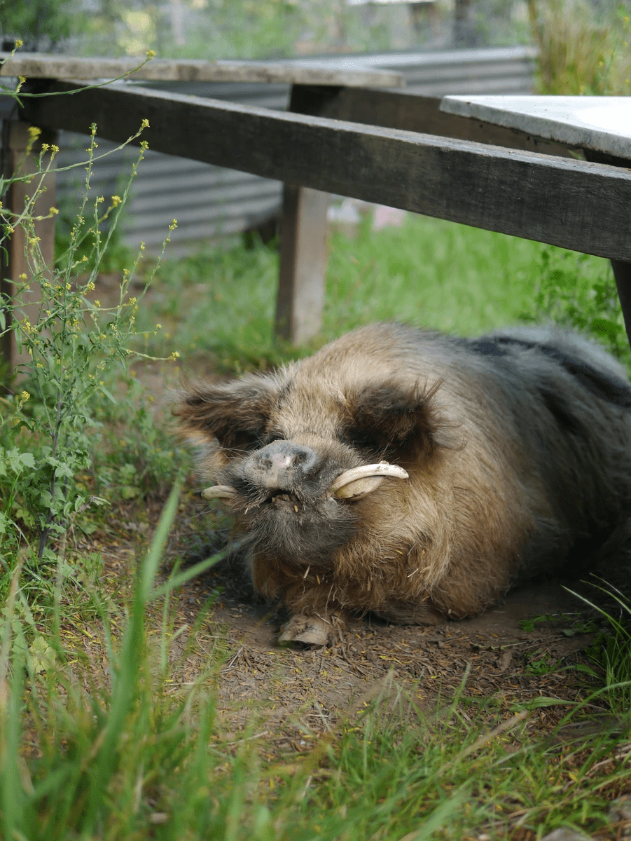 My favorite type of Piggy, lookout he doesn't find your kamokamo patch. My favorite type of Piggy, lookout he doesn't find your kamokamo patch.