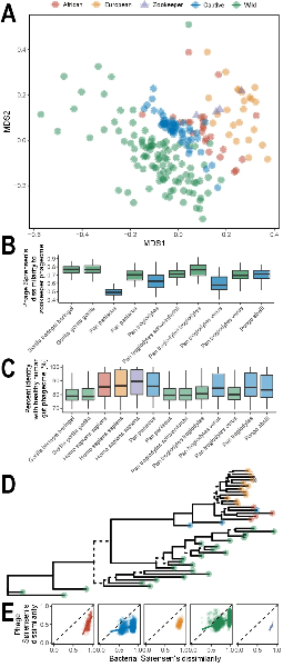 Figure 4: Captive primate phageomes. A) An ordination of great ape phage community composition (NMDS, Sørensen’s dissimilarity, stress=0.195) colored by their origin. B) Box plots showing the dissimilarity of great ape phageome community composition to that of zookeepers. The phageomes of wild and captive samples from a species are compared separately, following the coloring scheme in A. C) The percent identity of phages from wild great apes, captive great ape, and humans, compared to the HHAP, following the coloring scheme in A. D) An example phage phylogeny suggestive of human to captive great ape phage transmission (captive great apes are nested within the branch containing all humans instead of the branch containing all wild great apes): colors are indicative of the categories indicated in A, the * indicates the reference HHAP, and branches supported by SH-like aLRT values <0.95 are dashed. E) The relationship between bacterial community composition and phage community composition for the location categories indicated in A. The dashed lines show the lines of equality. The solid colored lines represents the fit of linear models to aid in interpretation of the relationship; significance was assessed with Mantel tests not these linear models (African humans, Z=132.06, P=0.001; captive great apes, Z=488.74, P=0.001; European humans, Z=105.66, P=0.001; wild great apes, Z=2774.68, P=0.001). For zookeepers, we did not detect a significant relationship (Z=2.29, P=0.135), though the relationship was in the expected direction and sample size was small (N=4). Figure 4: Captive primate phageomes. A) An ordination of great ape phage community composition (NMDS, Sørensen’s dissimilarity, stress=0.195) colored by their origin. B) Box plots showing the dissimilarity of great ape phageome community composition to that of zookeepers. The phageomes of wild and captive samples from a species are compared separately, following the coloring scheme in A. C) The percent identity of phages from wild great apes, captive great ape, and humans, compared to the HHAP, following the coloring scheme in A. D) An example phage phylogeny suggestive of human to captive great ape phage transmission (captive great apes are nested within the branch containing all humans instead of the branch containing all wild great apes): colors are indicative of the categories indicated in A, the * indicates the reference HHAP, and branches supported by SH-like aLRT values <0.95 are dashed. E) The relationship between bacterial community composition and phage community composition for the location categories indicated in A. The dashed lines show the lines of equality. The solid colored lines represents the fit of linear models to aid in interpretation of the relationship; significance was assessed with Mantel tests not these linear models (African humans, Z=132.06, P=0.001; captive great apes, Z=488.74, P=0.001; European humans, Z=105.66, P=0.001; wild great apes, Z=2774.68, P=0.001). For zookeepers, we did not detect a significant relationship (Z=2.29, P=0.135), though the relationship was in the expected direction and sample size was small (N=4).