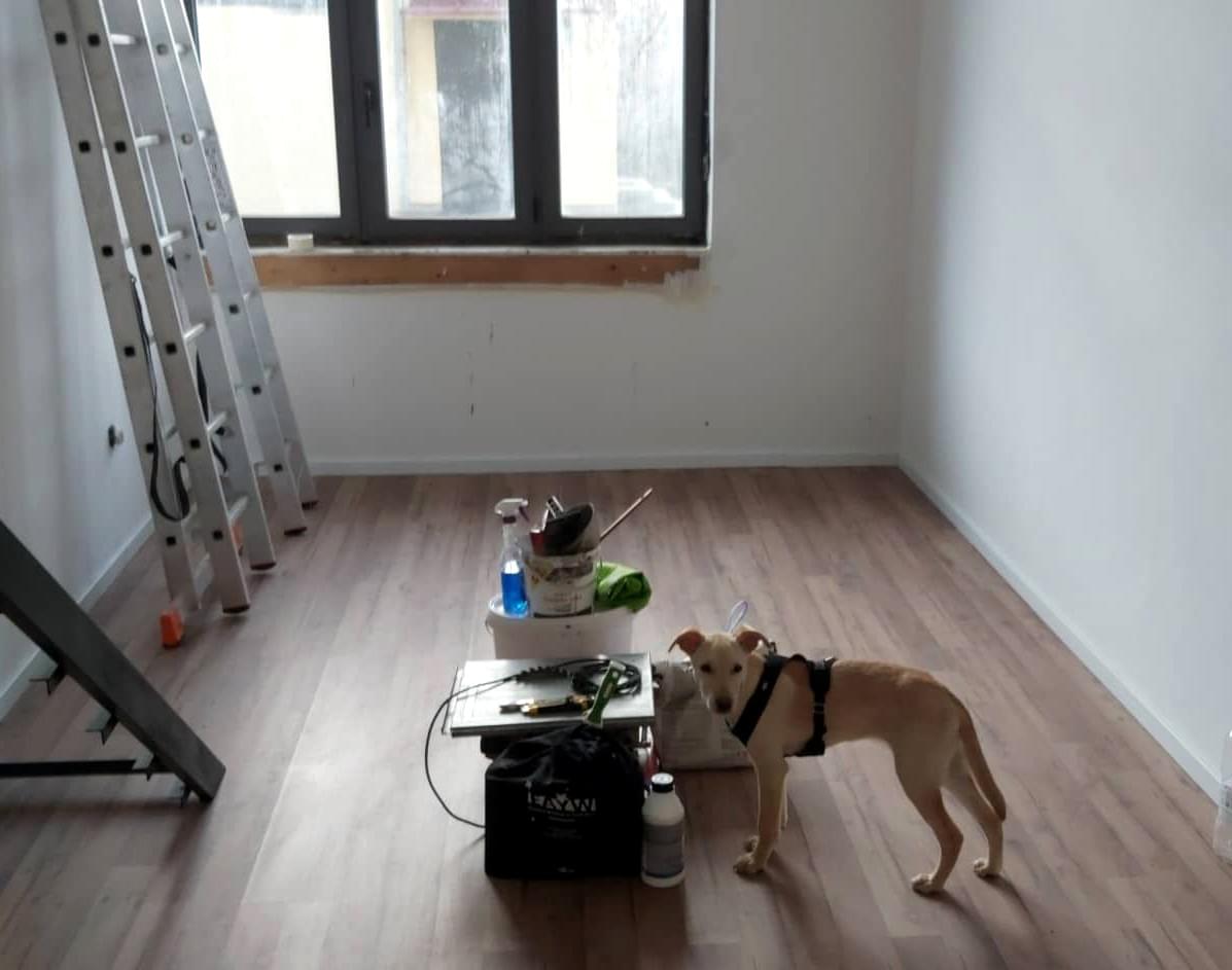 Psi su dobrodošli :) Psi su dobrodošli :)