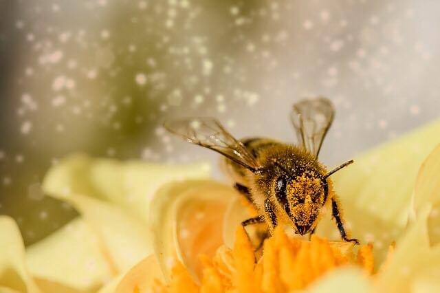 Nikon Df オートフォーカス イメージ Nikon Df オートフォーカス イメージ