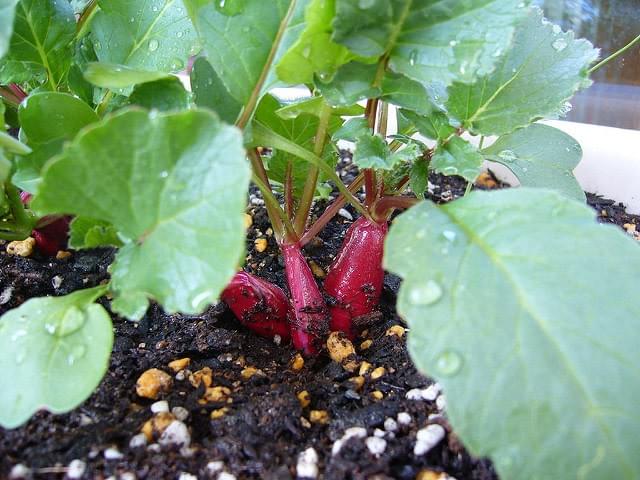 有野実苑オートキャンプ場 野菜収穫体験 有野実苑オートキャンプ場 野菜収穫体験