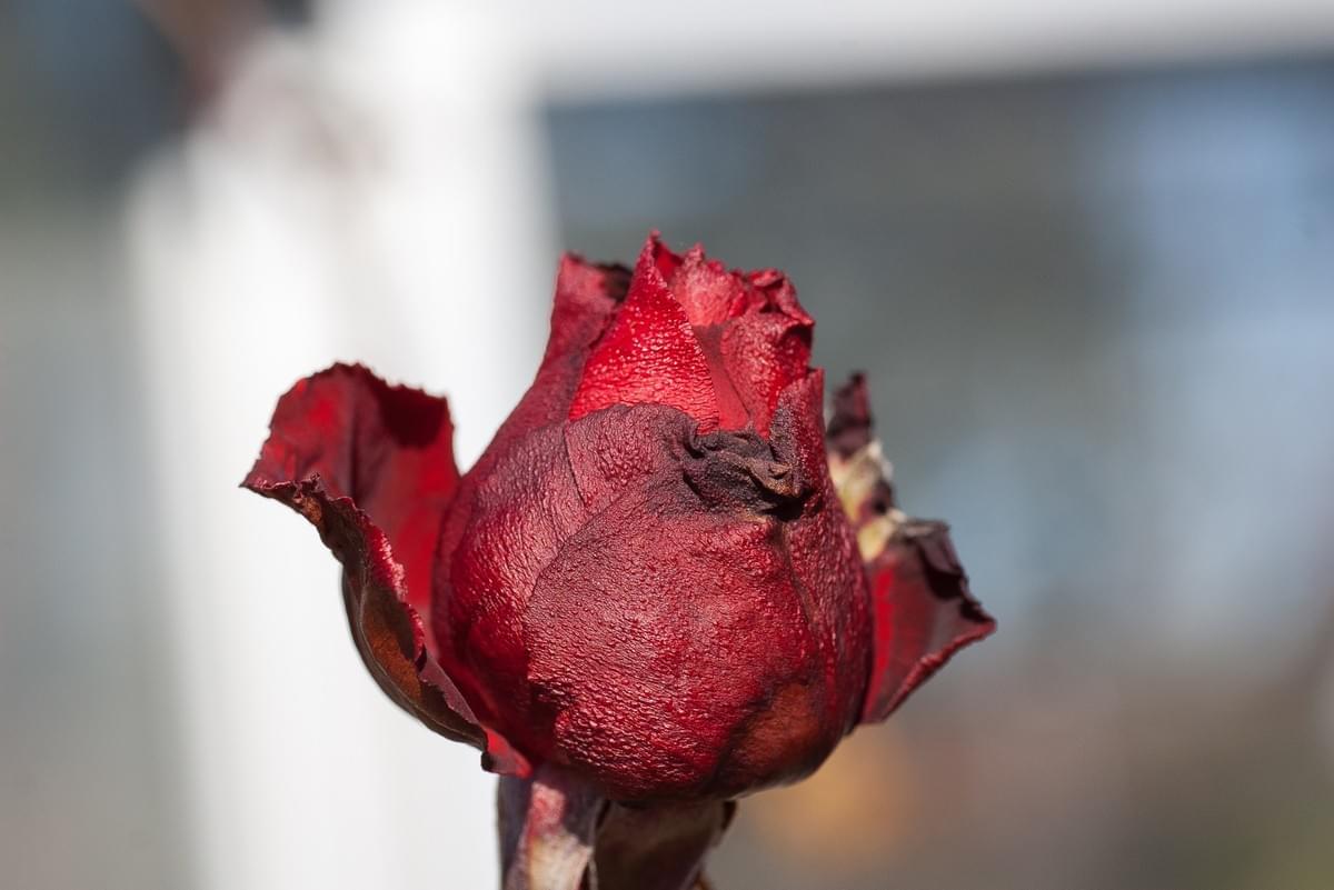 PENTAX *ist DS2 花 PENTAX *ist DS2 花