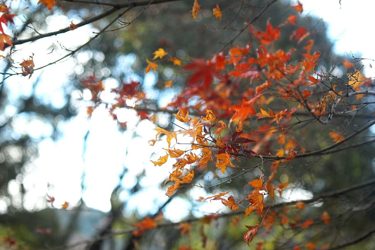 紅葉した木 紅葉した木
