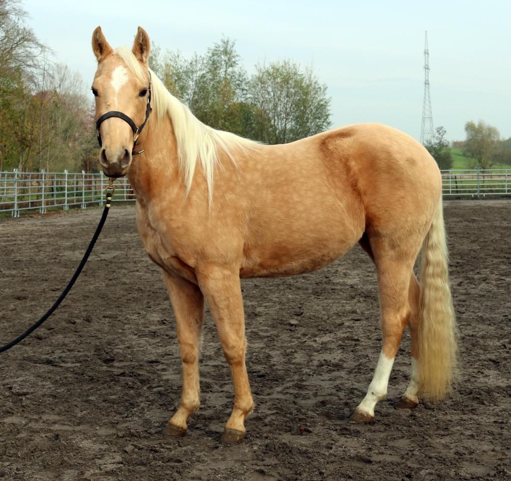 For sale 2 & 3 year olds WR HORSES