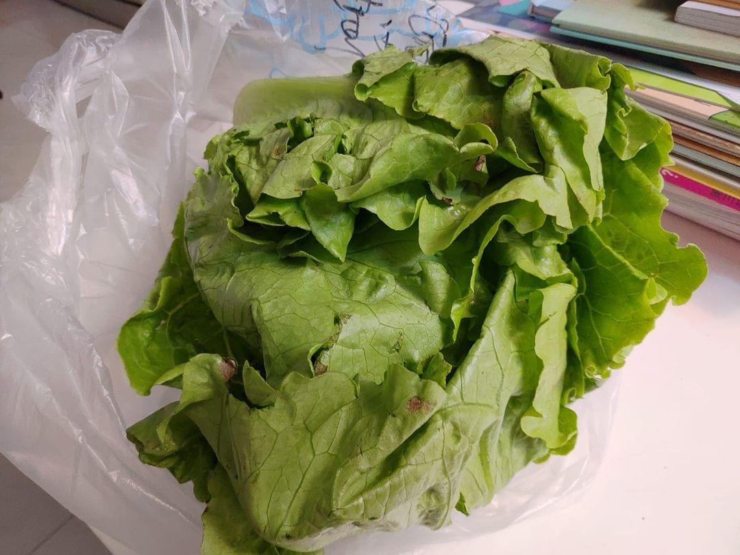 普台國小下學期的田園課重了草莓跟萵苣,草莓在課堂中被吃掉了,萵苣帶回家煮 普台國小下學期的田園課重了草莓跟萵苣,草莓在課堂中被吃掉了,萵苣帶回家煮