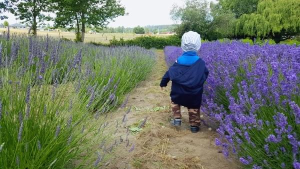 Baby at Lavender Farm (c) Dena Michele Rosko Baby at Lavender Farm (c) Dena Michele Rosko