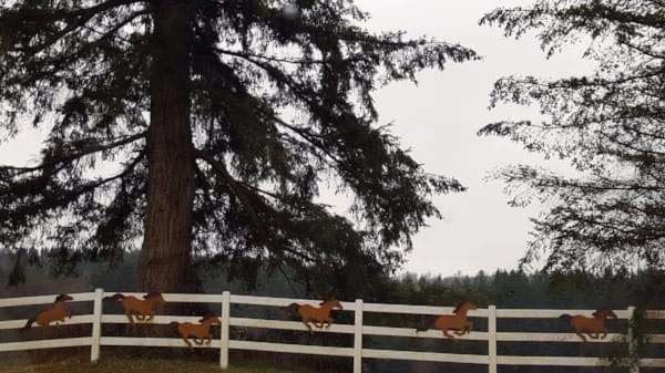 Fence near Squak Mountain, Renton/Issaquah, Winter 2017 Fence near Squak Mountain, Renton/Issaquah, Winter 2017