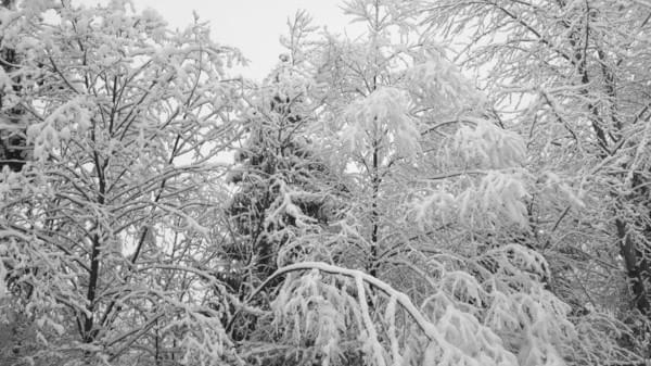 Wet snow, Renton Highlands, Winter 2017 Wet snow, Renton Highlands, Winter 2017