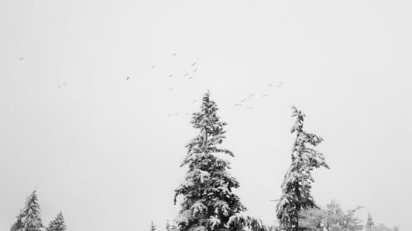 Flock of birds fly in snow, Renton Highlands, Winter 2017 Flock of birds fly in snow, Renton Highlands, Winter 2017