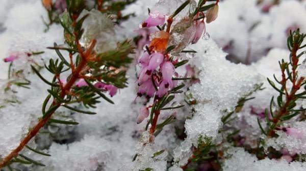 Wet snow on Heather, Renton Highlands, Winter 2017 Wet snow on Heather, Renton Highlands, Winter 2017